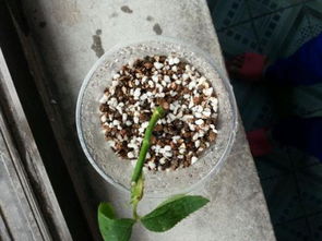 蛭石和珍珠岩在种花过程中是怎么使用的