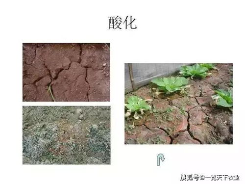 适合植物生长的土壤ph