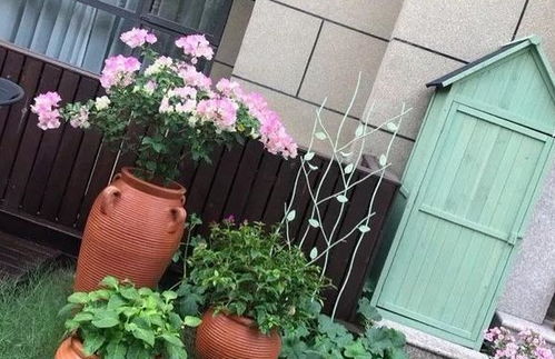 露台上养多肉,院子里养花草 能养肉养花的家就是皇宫