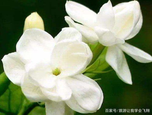 红土可以种茉莉吗
