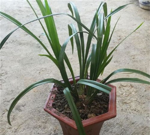 冬季养兰花,遵从 4原则 ,植株翠绿到开春