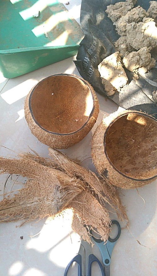 喝了椰子 留下壳 ,做花盆 沤肥料,养多肉 铜钱草超级棒