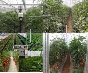 大棚水肥一体化系统施工方案