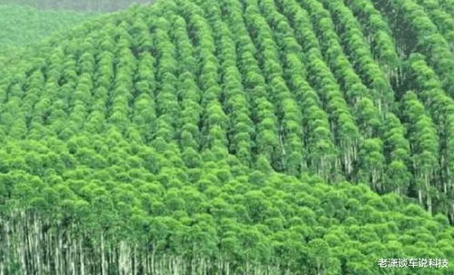 我国禁止种植桉树是真的吗 桉树有哪些危害
