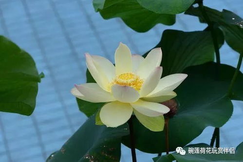 碗莲种植中的土壤选择及底肥的使用