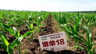 玉米除草,这个时候最关键 但要当心除草剂药害