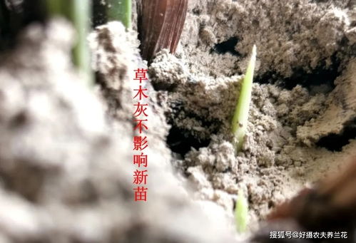 草木灰能当兰花肥料吗 除了钾元素,还有一个更重要的作用