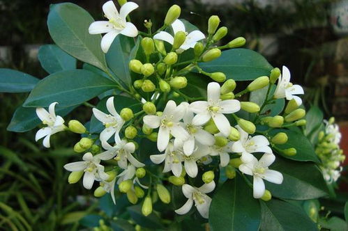 不要养桂花了 这花我国 最香 ,一年花开200天,比绿萝好养