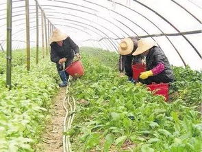国家刚刚透露的关键信息 今年下半年的种植 养殖,哪些价格好 能赚钱 建议收藏