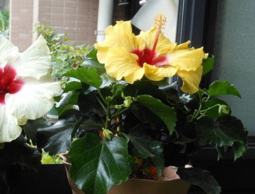 北方室外一年四季开花植物