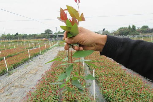 5年才卖,一吨只卖500元,南方很多人跟风种植,如今多地禁种