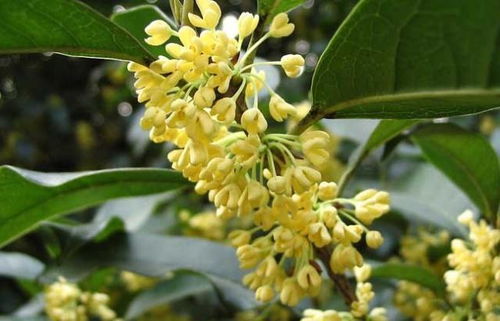 家有桂花四季香,桂花树的4种栽培方法,简单易学