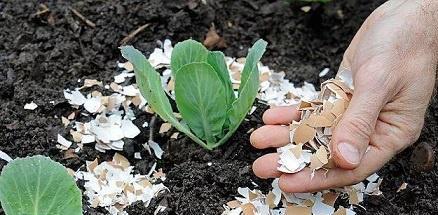 总把花养焉了 教你7种方法养花