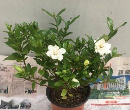 养花买土太费钱,2种 材料 一搭配,疏松有营养,不花钱还好用