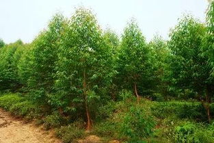 桉树喜欢什么肥料