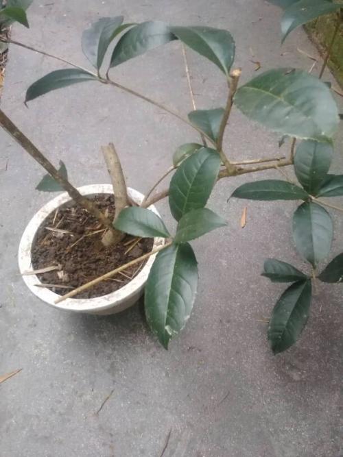 2种漂亮花,掐个枝条沾土能冒根,花量大香味迷人