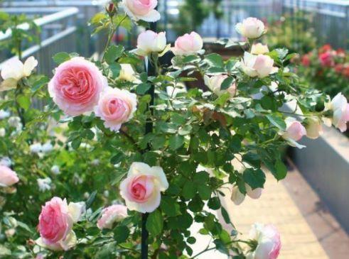 4种花养家里,人养花 花也养人,四季有花赏,阳台变花园 开花