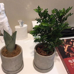 网购绿植店铺推荐