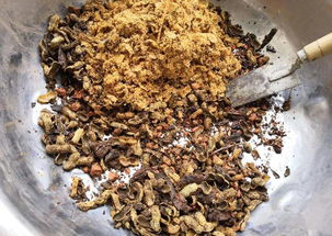 黑袋子装上土,里面加点料,等着秋天养花,什么花都能疯长
