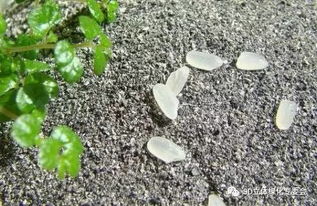 最全的配置花卉营养土基质材料及功效作用,必须收藏