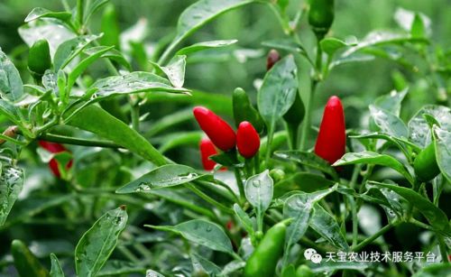 低温天辣椒多结果的秘诀 进来学学