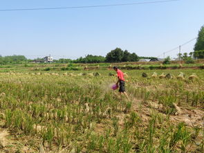夏季秸秆返田增加土地肥力的方法有机肥