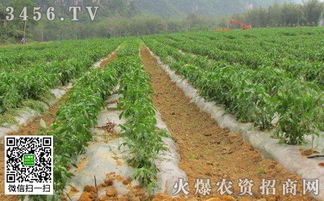 春季辣椒如何育苗,春季辣椒育苗方法