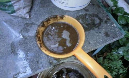 买回来的盆栽花卉越养越瘦,这几种东西给它们用一用,盆盆都长壮
