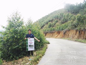 施用这种肥料后,桉树不仅长得快而且生病少