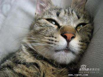 猫品种大全及图片