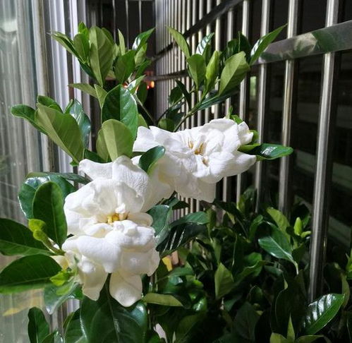 公认难养的 5种花 ,只要掌握小技巧,新手也能养好它