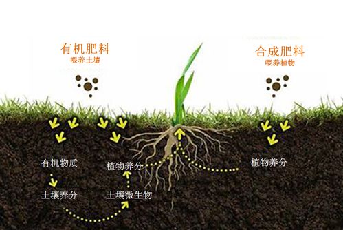 微观食物 土壤吃什么,我们就吃什么