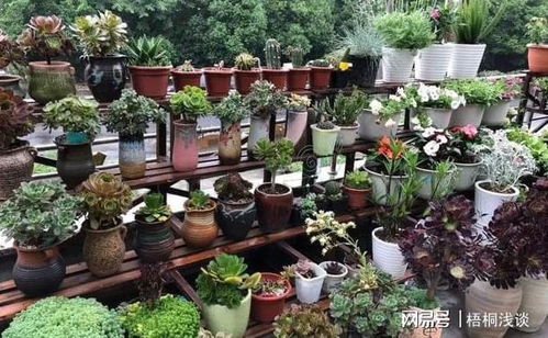 植物烂根,全赖花盆底部透水差 4种东西随便放个就能轻松搞定