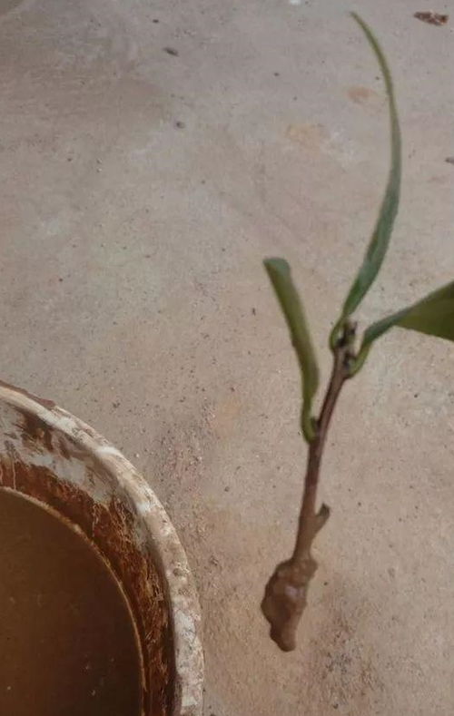 杜鹃茶花插不活,枝条往泥巴里打个滚,大白根呼呼长,新芽猛冒 泥浆