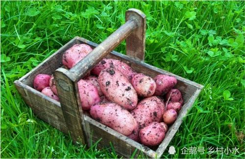 土豆开花不剪掉危害大 影响不仅仅是产量低,剪掉有啥好处