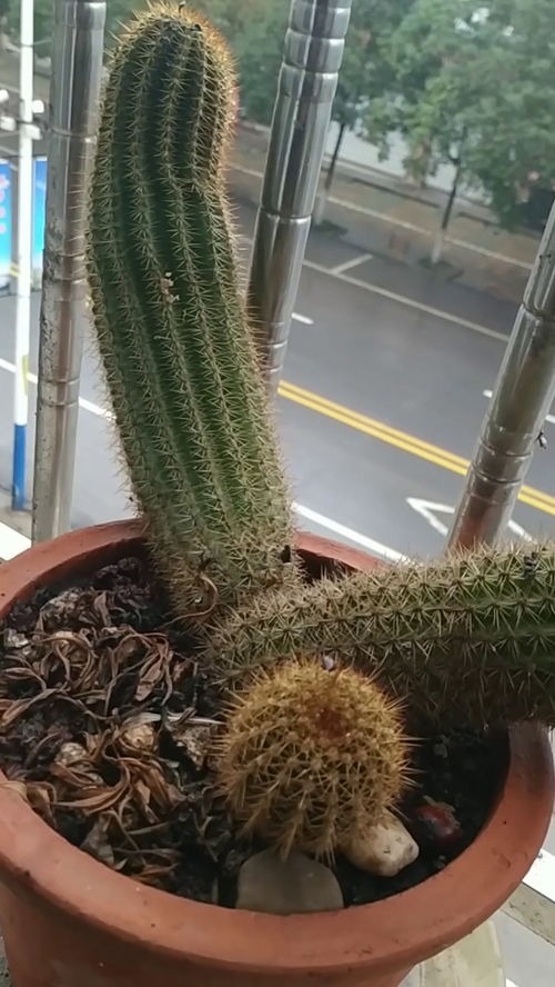 这种仙人柱开花吗