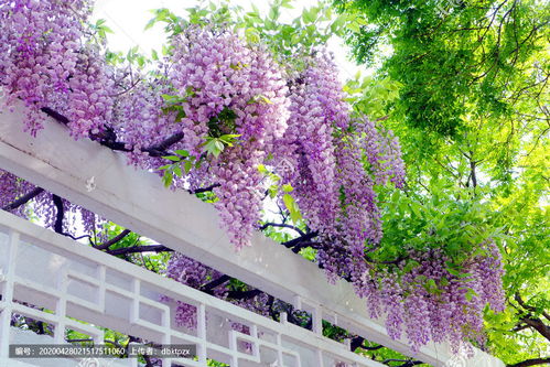 紫藤花架