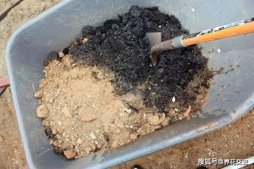 养花要用好土真能事半功倍,自己配的营养土,能让植物快速生长