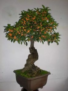 八月桂花盆栽面面观 花木君