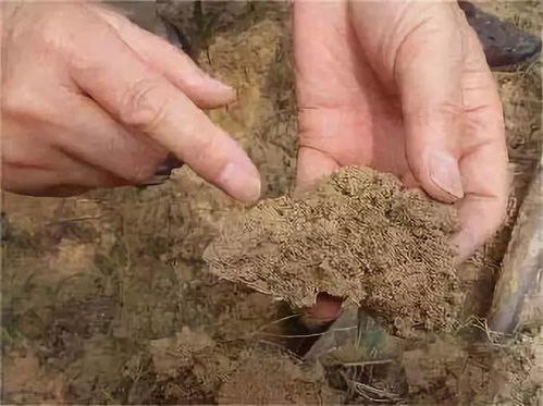 土壤板结的原因 原理及补救