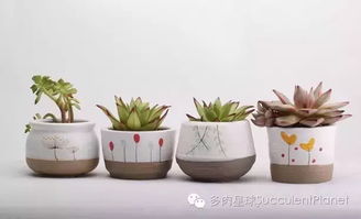 实拍攻略,网购的多肉怎么种