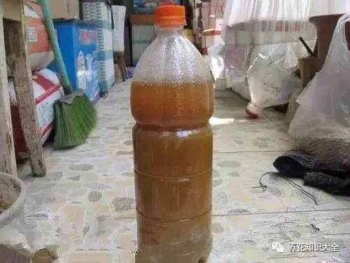 换盆的旧土千万别丢,掺点它立马肥得流油