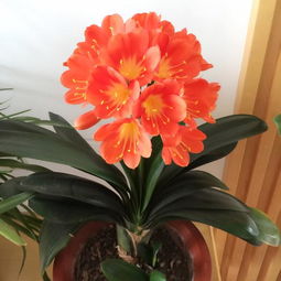 要养好君子兰,盆土里加3样小东西,花大色艳,养成精品兰