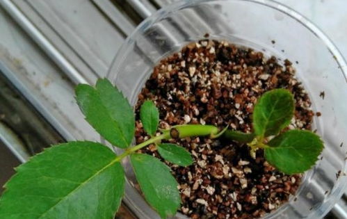 月季品种多,学会这4个小技巧,1根枝条,扦插繁殖出更多盆栽
