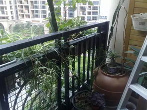 在六楼露台上,养花种草,加装 自动浇花 系统