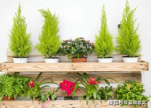 紫云英种子芜湖销量最大