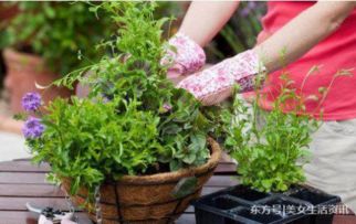 花盆里的土结块了怎么办
