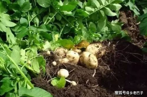 配好营养土能直接用吗