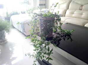崩溃 同事说我家绿植太多,阴气太重 我养些花草怎么了
