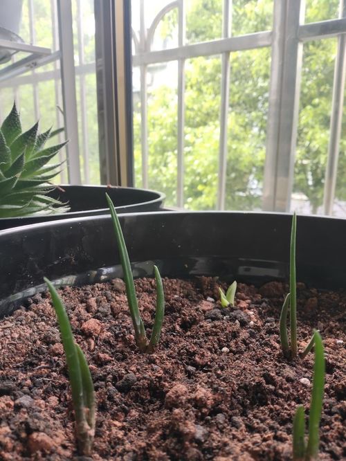 养花别用这3种土,板结没营养,花发黄烂根